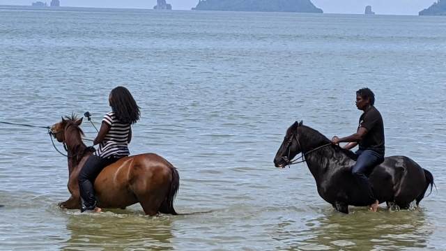 Horses in the water