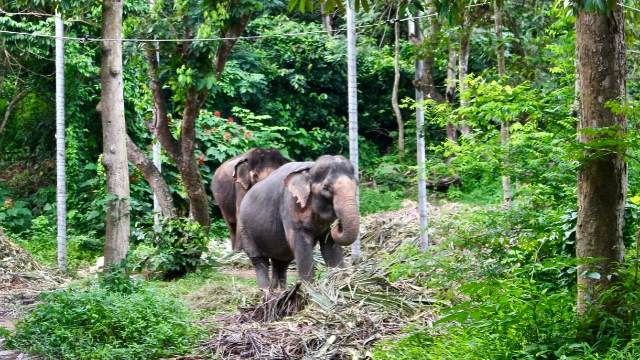 Elephant Sanctuary Koh Samui