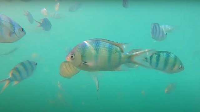 Fish while snorkeling