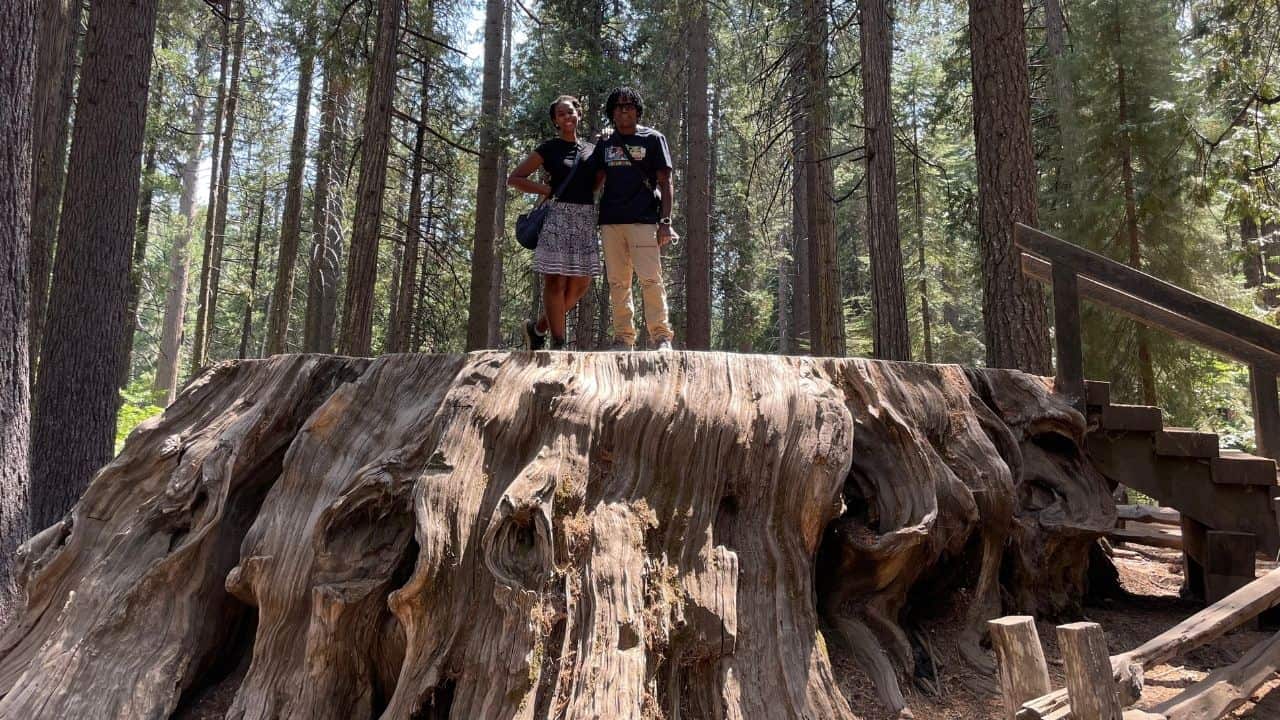 Visited Sequoia National park in 2019. You don't understand their