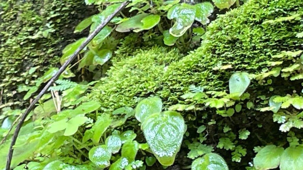 Beautiful lush green plants at Bang Pae Waterfall. 5 things you will love about Bang Pae Waterfall