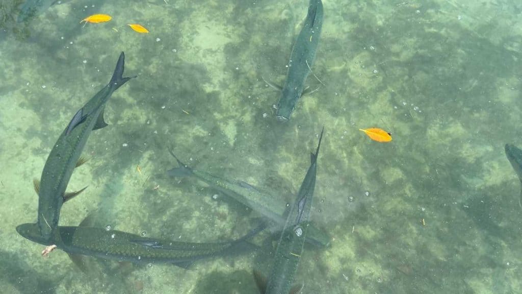 Tarpons waiting to be fed.