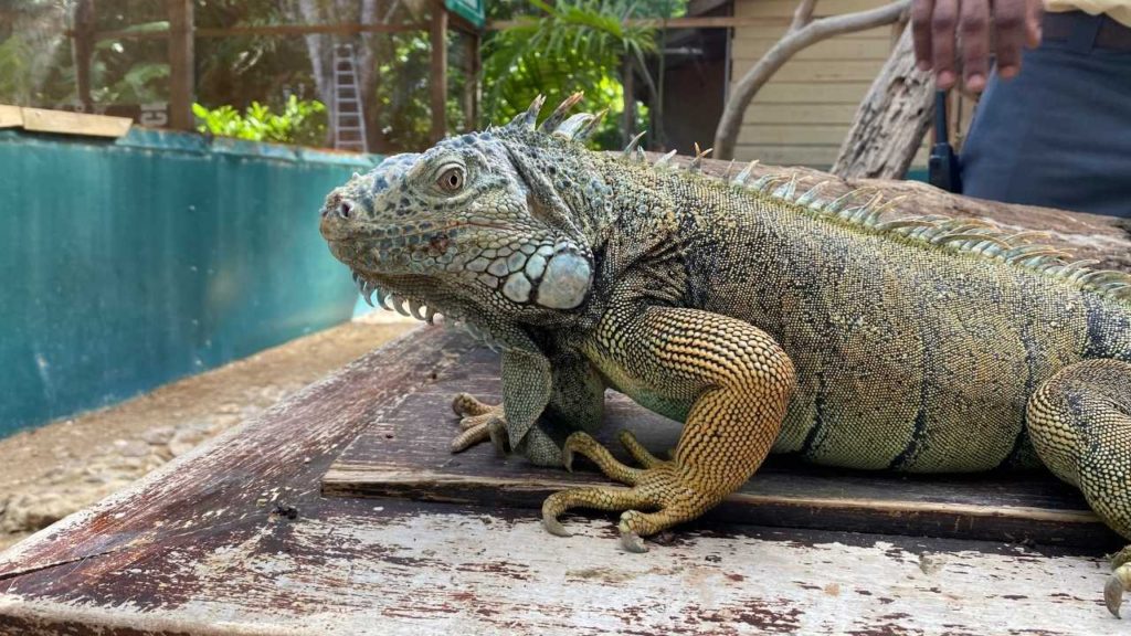 Male Green Iguana