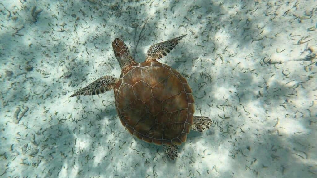 Sea Turtle at Hol Chan Marine Reserve Belize