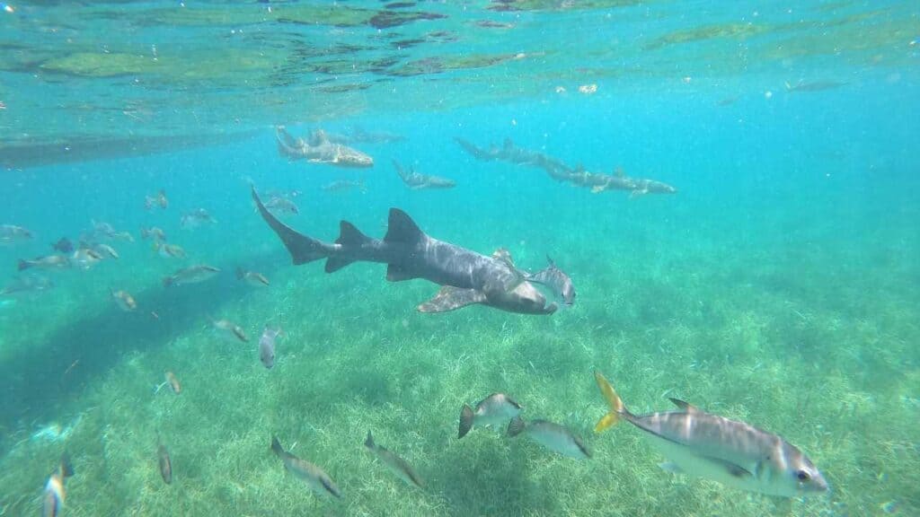 Hol Chan Marine Reserve Belize