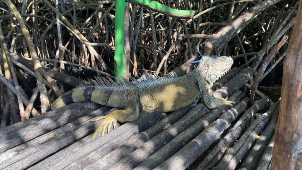 Iguana Eco-Sanctuary in San Pedro