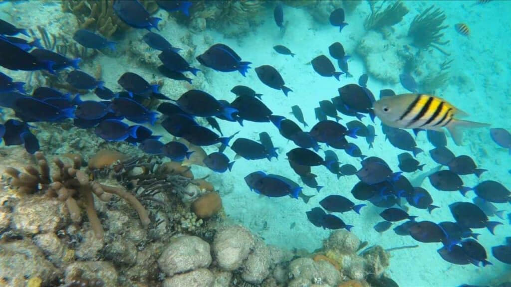 Blue Tang Fish at Mexico Rocks in Belize