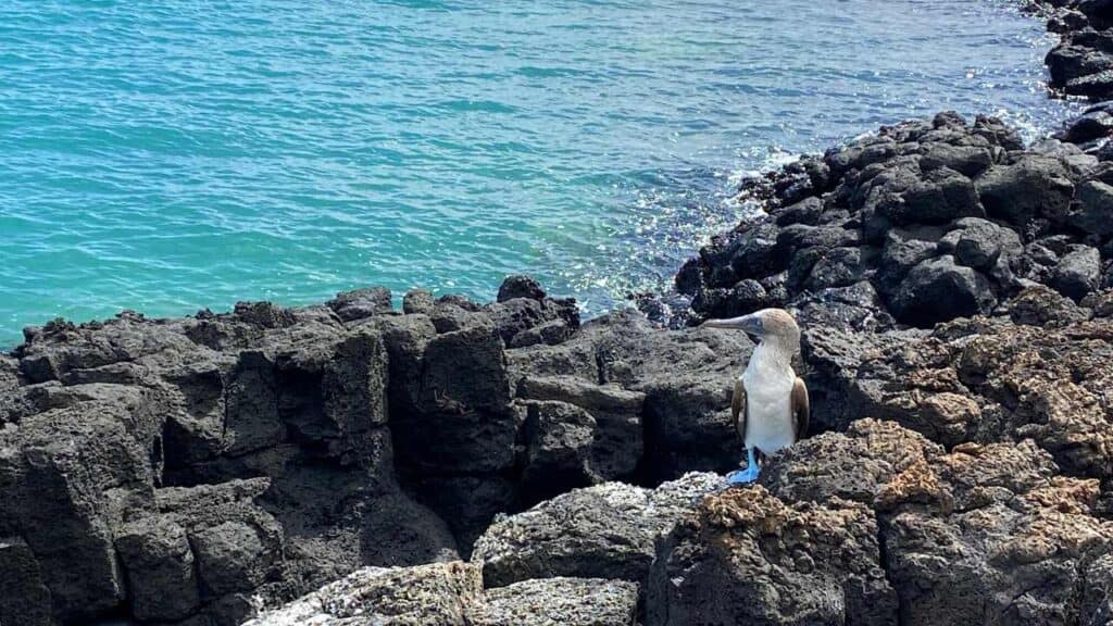 Blue-footed boobies on the 360 Tour