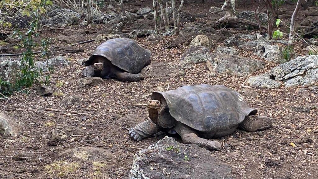 The Land Turtle Breeding Center on San Cristobal