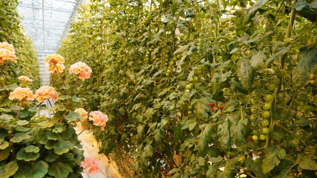 A tomato greenhouse at Fridheimar 