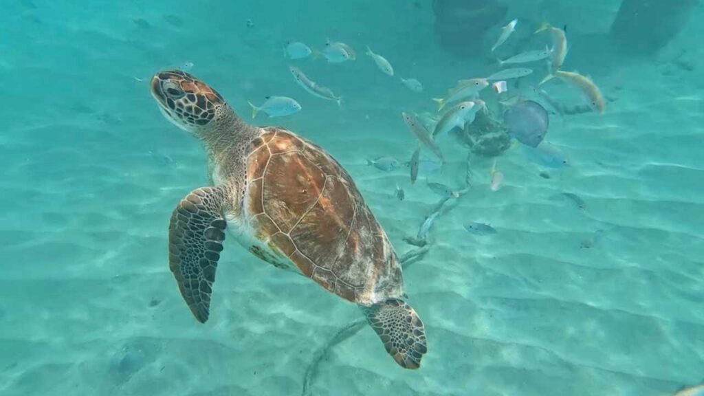 sea turtle at Playa Grandi snorkeling in Curacao