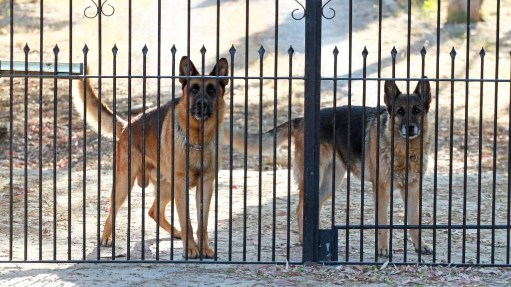 German sheppards behind a fence