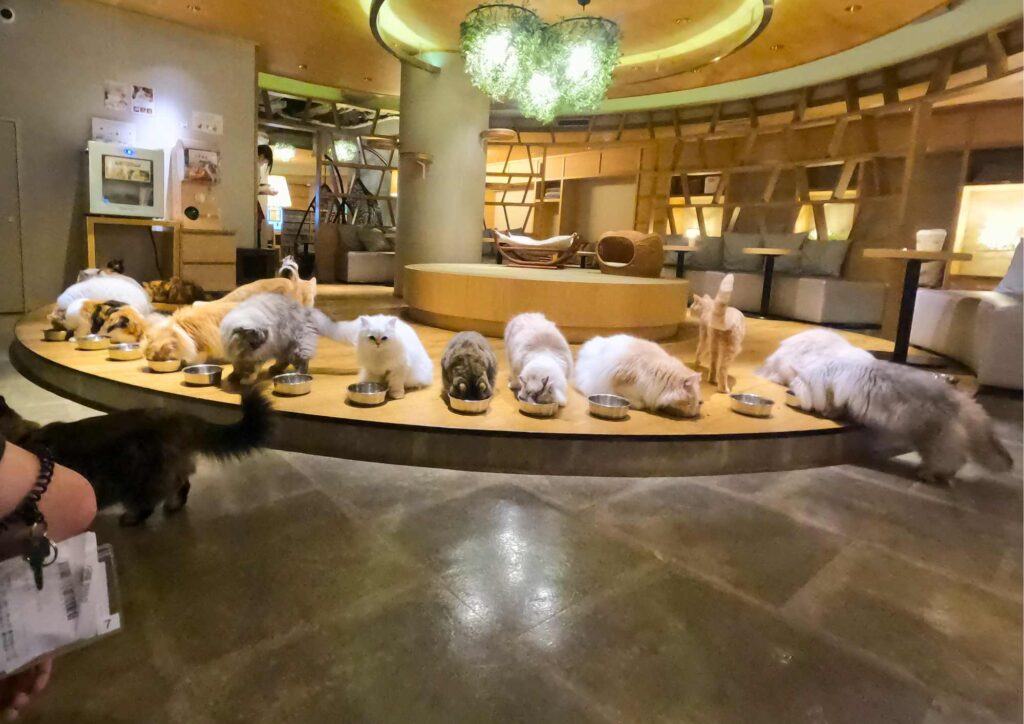 Cat Cafe Mocha - Things to Do in Tokyo