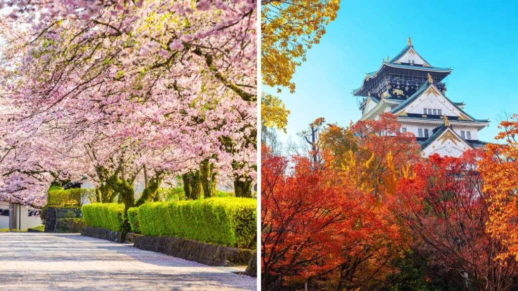 Japan Spring Cherry Blossoms and Autumn leaves