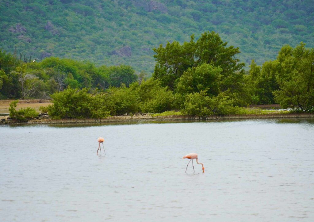 Pink flamingos at Salina Jan Kok - Things to Do in Curacao