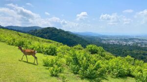 Read more about the article 7 Unmissable Things to Do in Nara, Japan (The Perfect Nara Day Trip)