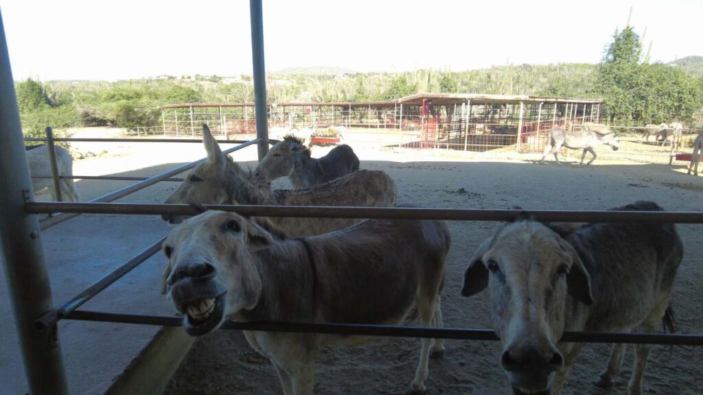 Donkeys at the Donkey sancturary in Aruba