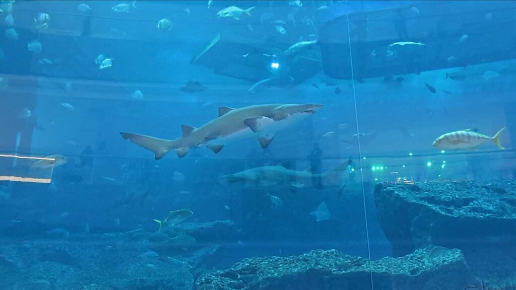 A shark in the Dubai Aquarium